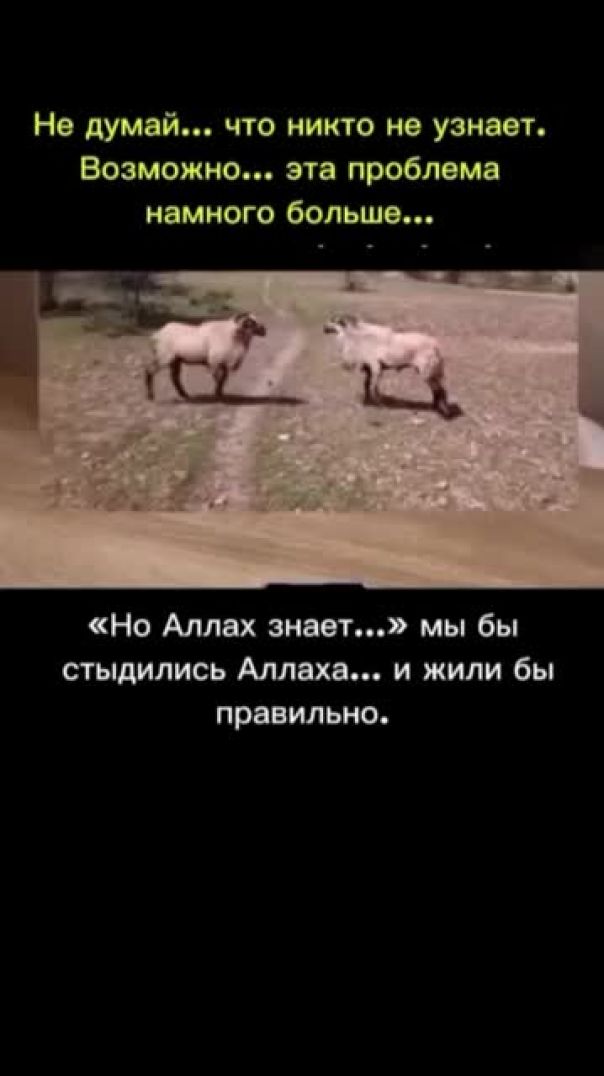 Хадис от Пророка Мухаммада, Почему Барани дерутся?